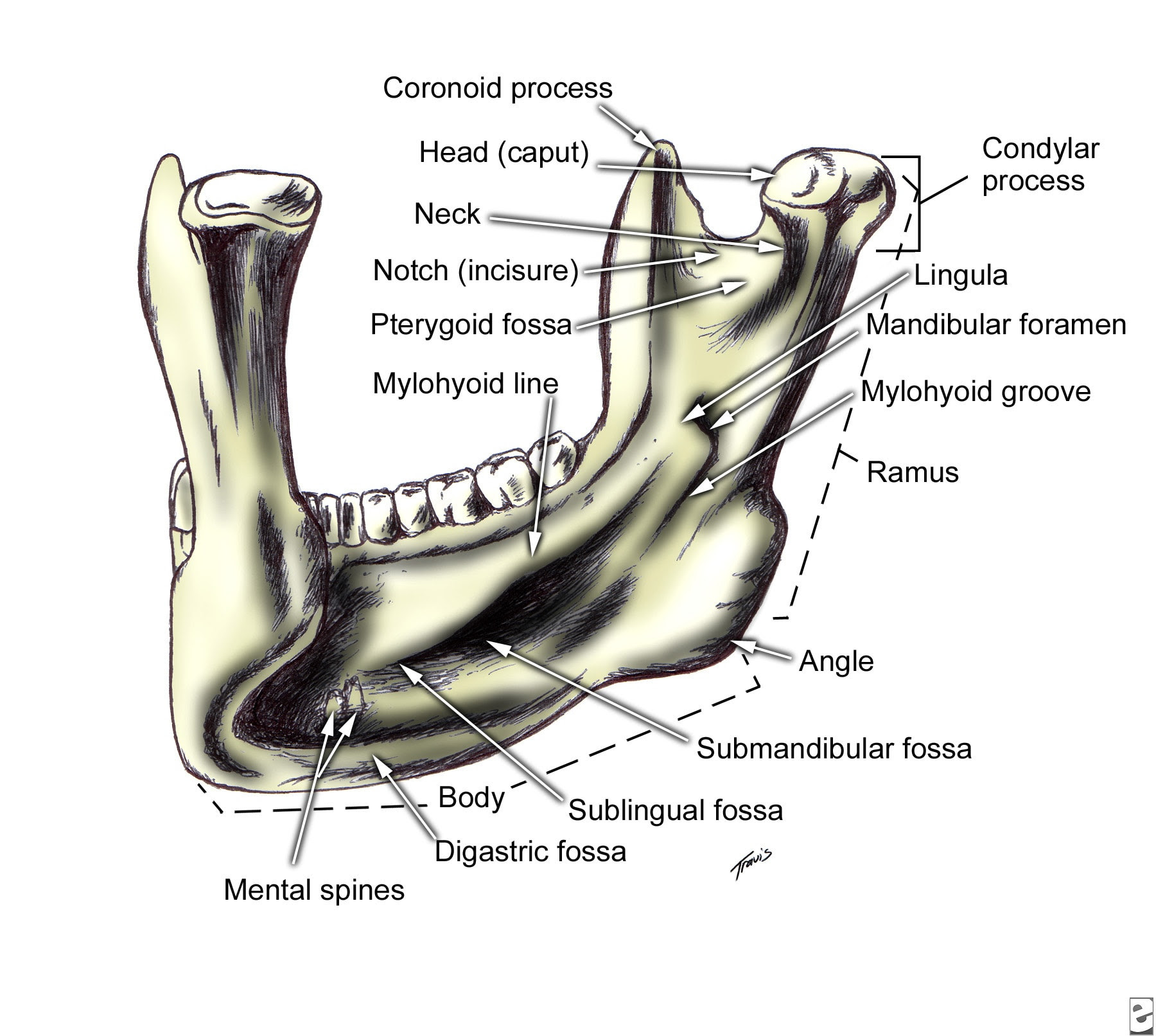 Mandible, left posterior view.