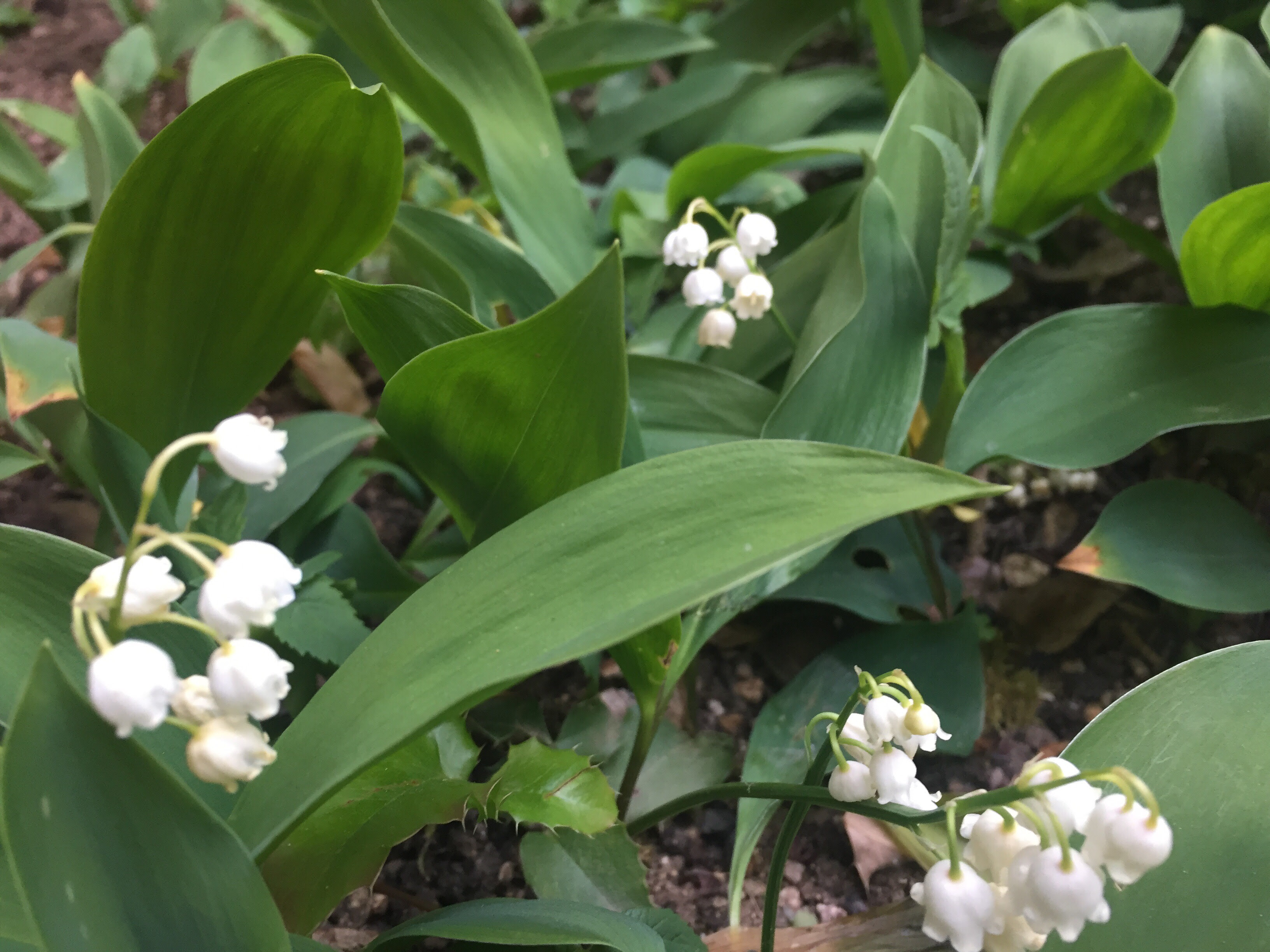 Histoire Du Muguet 1er Mai Nancybuzz