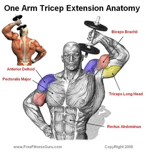 triceps extension workout musclesprocom gym anatomy