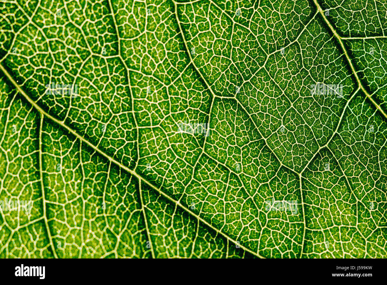 Stomata Leaf Stock Photos & Stomata Leaf Stock Images - Alamy