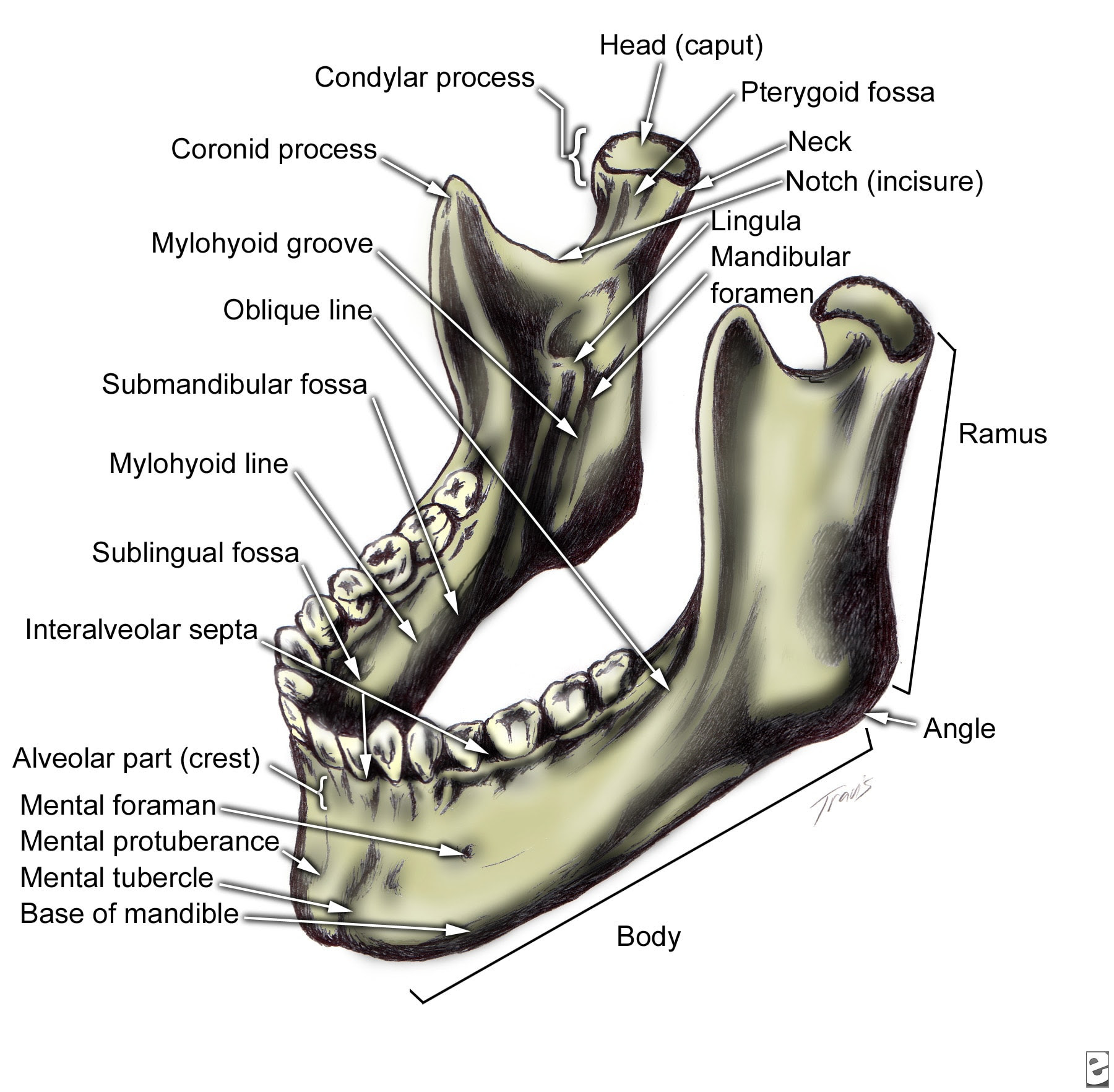 Mandible, anterolateral superior  view.