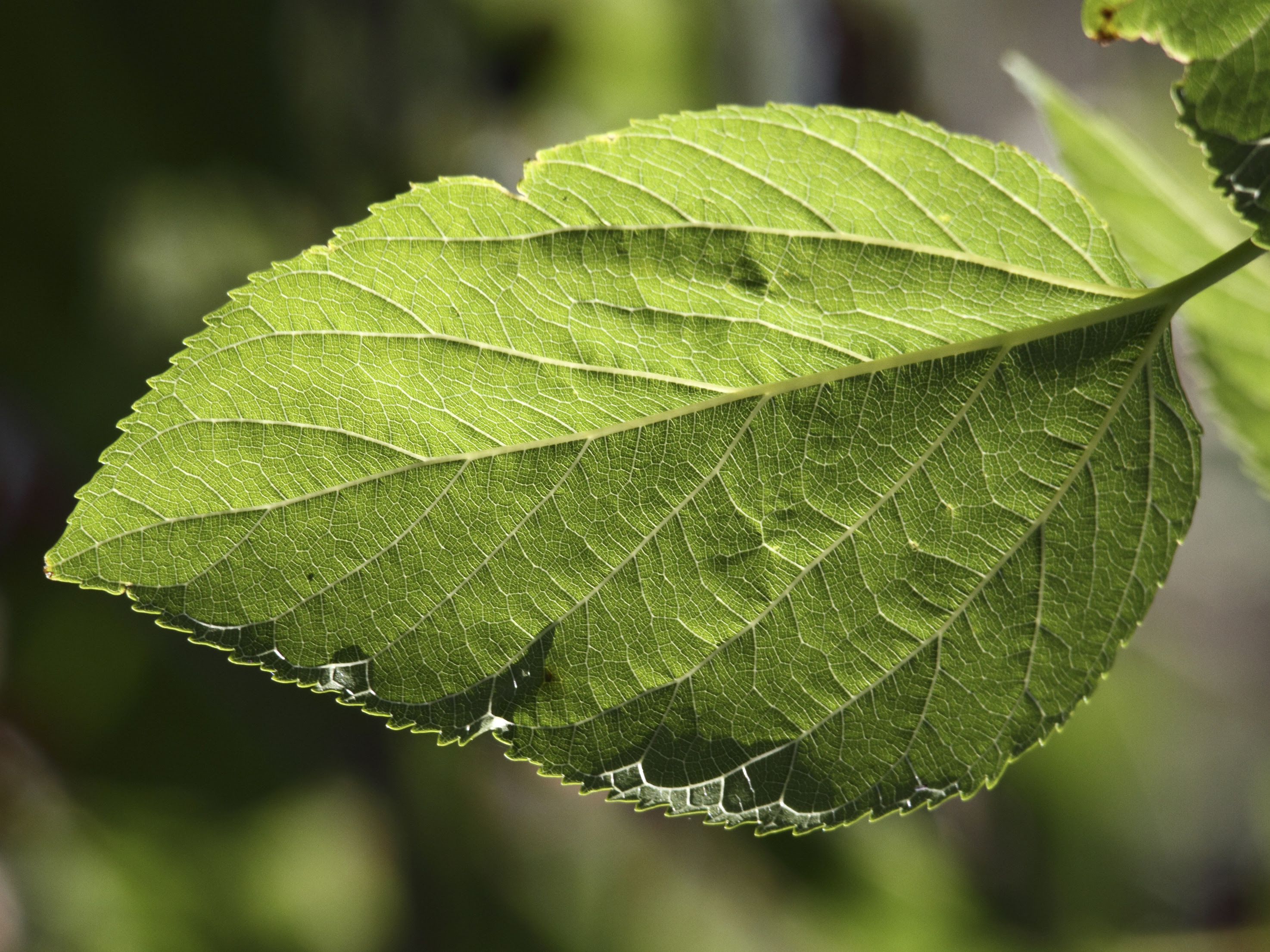 Lesson Plan | Stomata Printing: Microscope Investigation