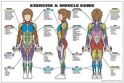 exercise  muscle guide female fitness chart  ed