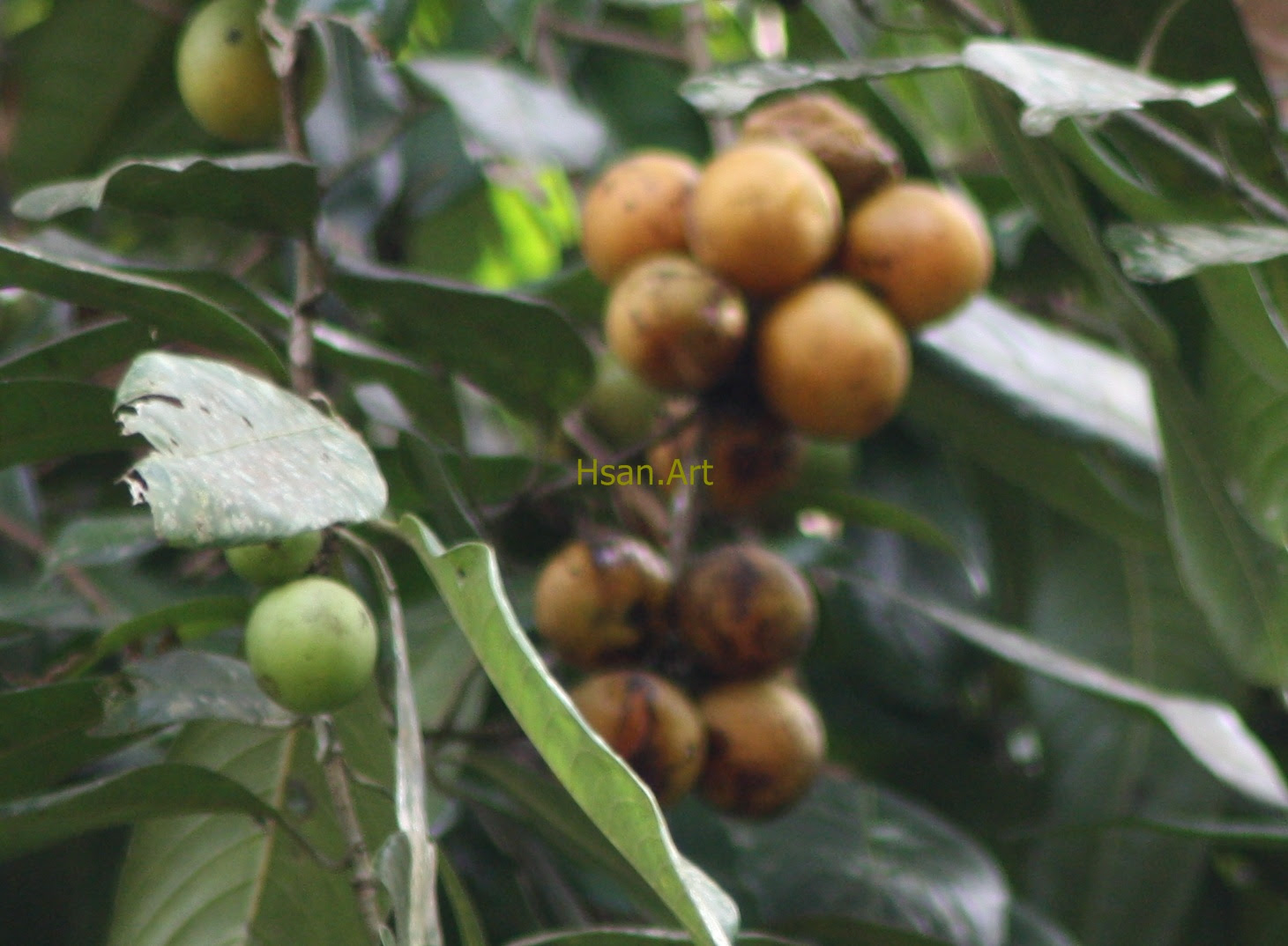 Pertanian Tanaman  Pangan dan Peternakan Nunukan BUAH  