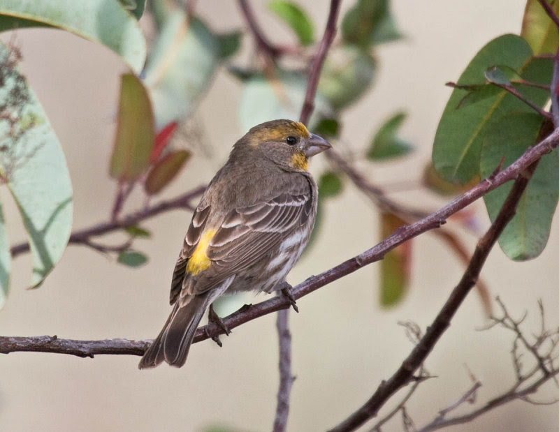 yellow House Finch