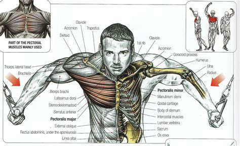 chest muscles anatomy chest muscles anatomy