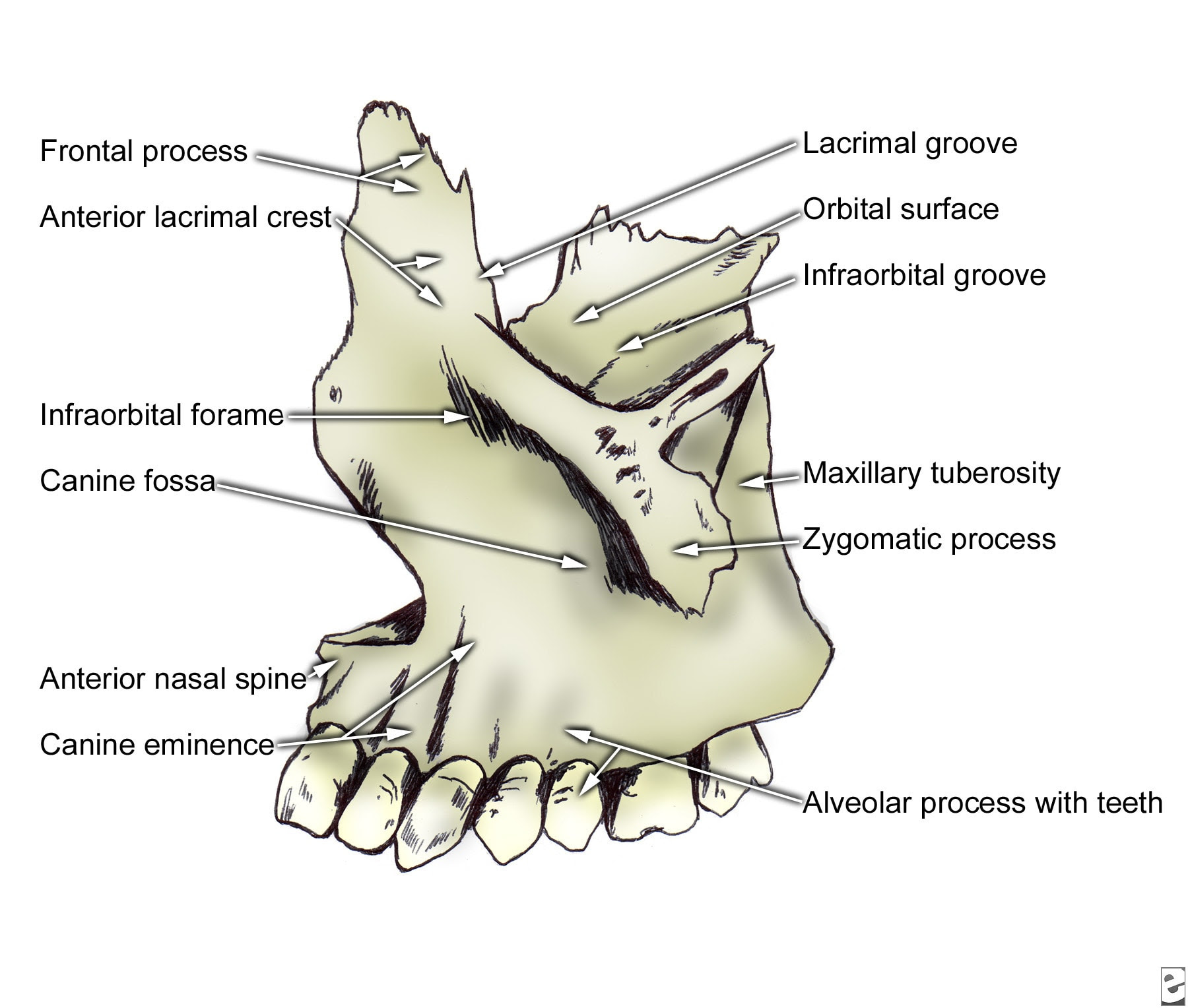 Left maxilla.