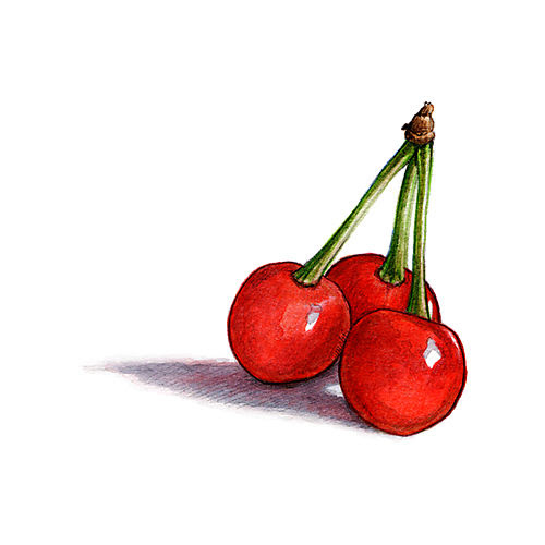 Cherries Drawing