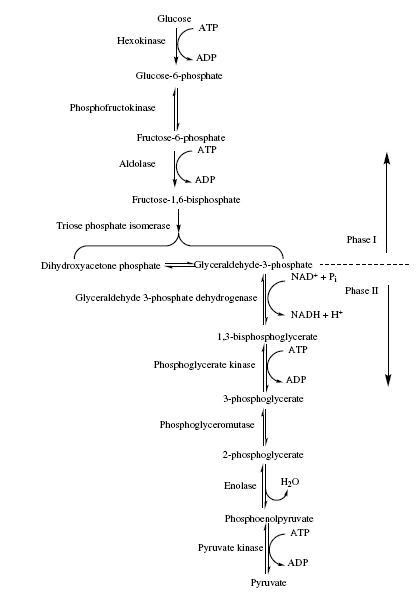 Microbial Metabolism - WikiEducator