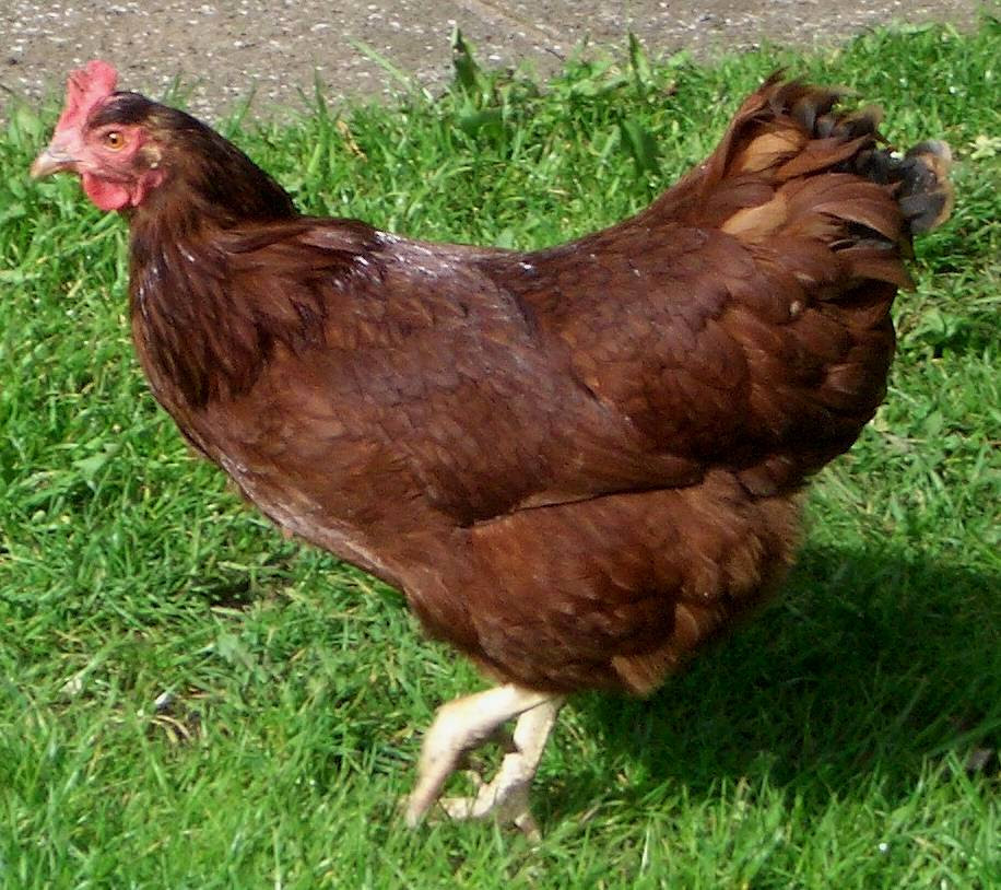 Why You Want Rhode Island Red Chickens And How To Get Them