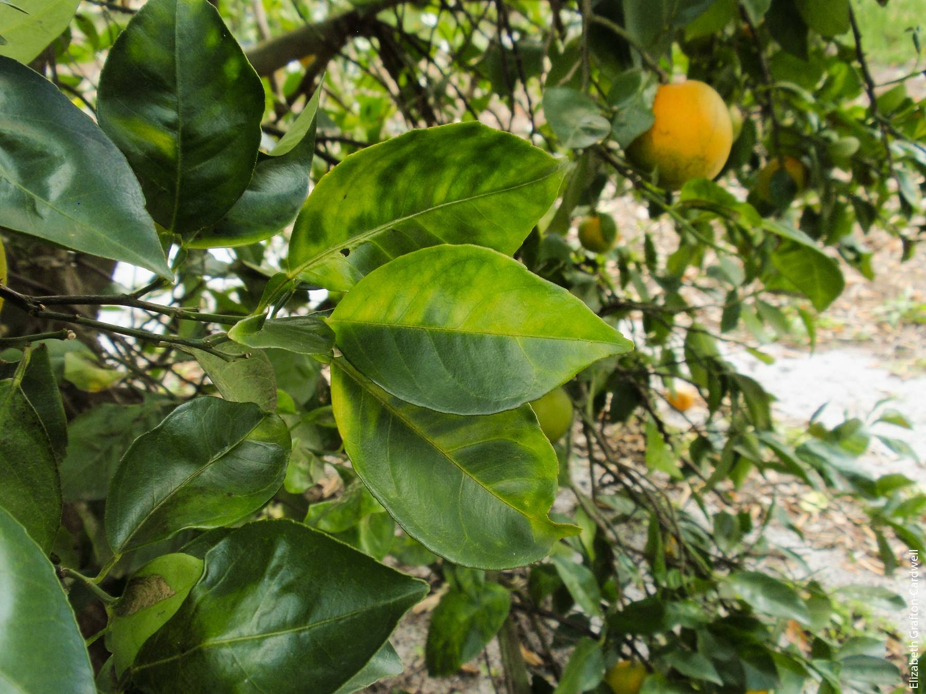 How To Check Your Citrus Trees For A Deadly Disease And The Pest That Spreads It Green Blog Anr Blogs