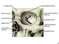 Zygoma, frontal view.