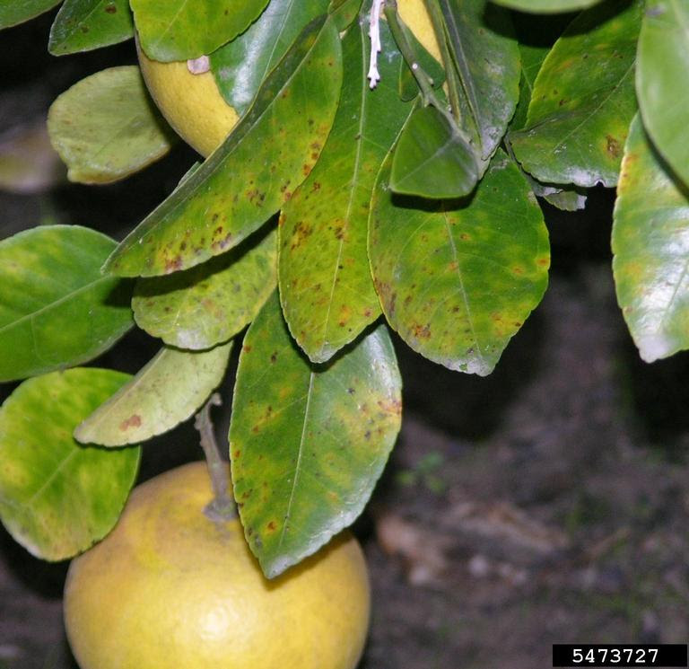 Citrus Diseases Texas Plant Disease Handbook