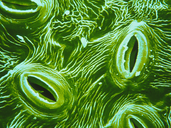 Stomata in Leaves - Bing images