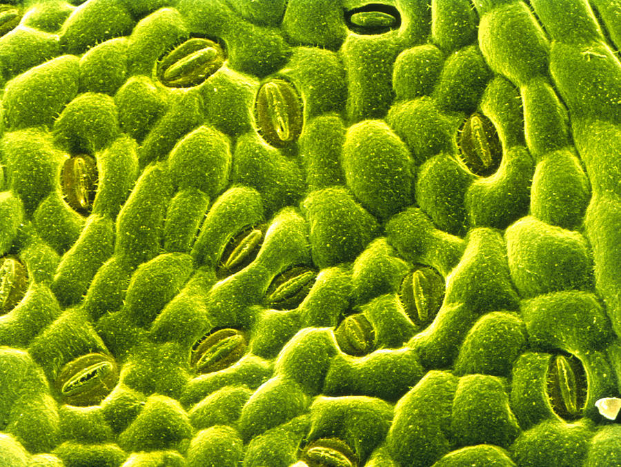 June 2015 – PLANT STOMATA ENCYCLOPEDIA