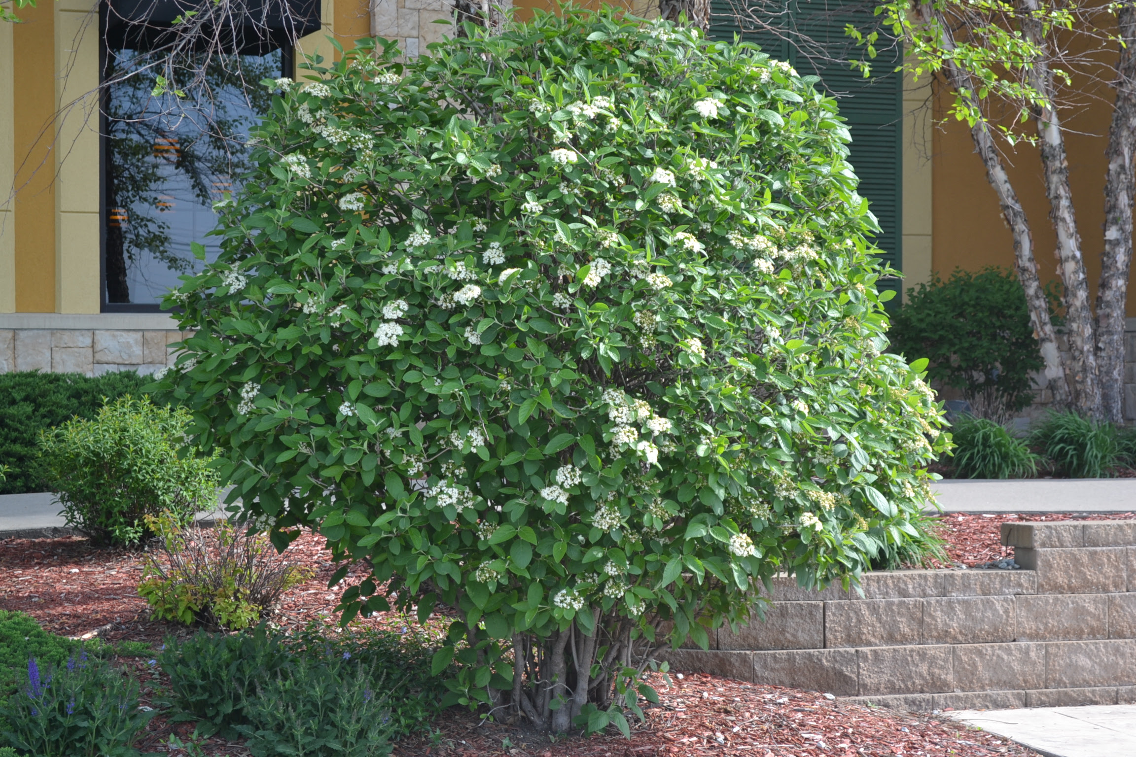 Image of Allegheny viburnum in a hedgerow