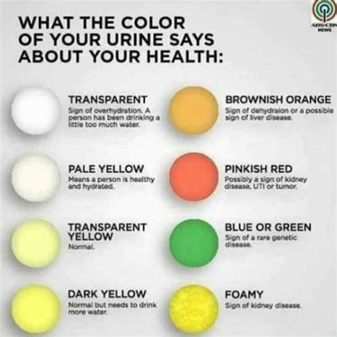  read what the colour of your urine says about your health picture