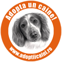 Caini - Anunturi adoptii caini