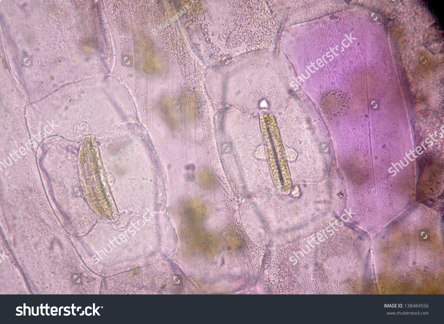 Stomata Plant Leaf Stock Photo 138484556 - Shutterstock