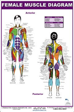 female muscle diagram  laminated