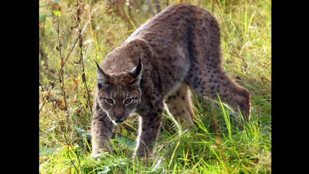 Wild animals of norway