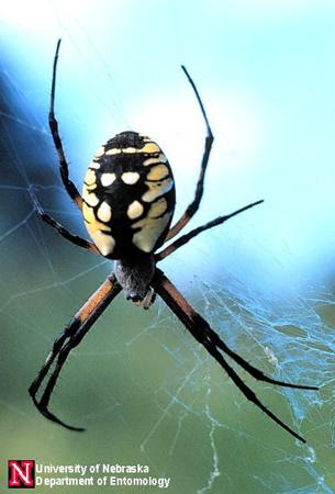 photo Yellow Spider With White Stripe On Back idph