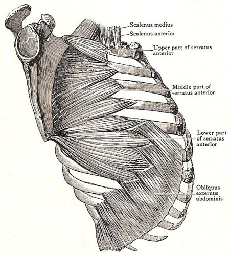 serratus anterior and serrati posteriores