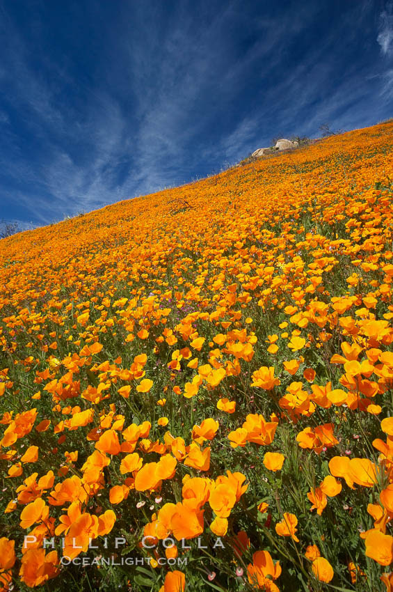 California Poppy Photos, Eschscholzia californica ...