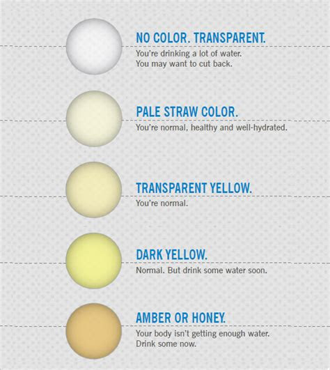  free 10 sample urine color chart templates in pdf ms word