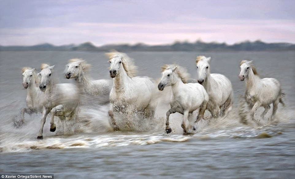 The animals belong to several ranches along the Camargue, a natural region located south of Arles, France