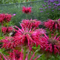 pic Bergamot Plant Images bbc