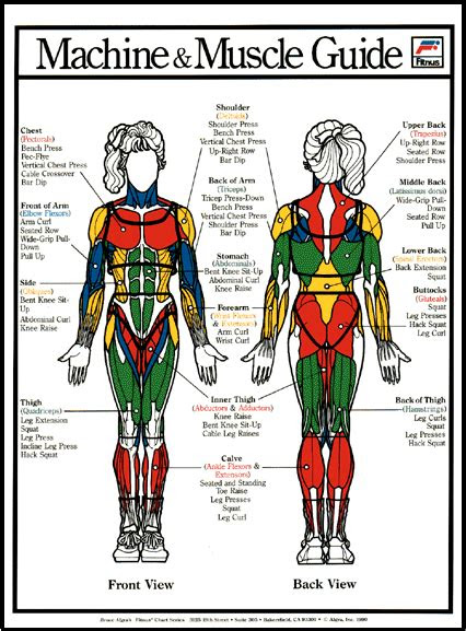 chart  muscle groups   important