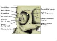 Zygoma, lateral view.