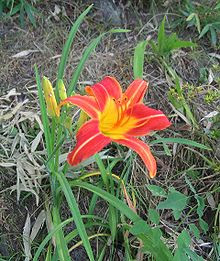 Bunga Hemerocallis