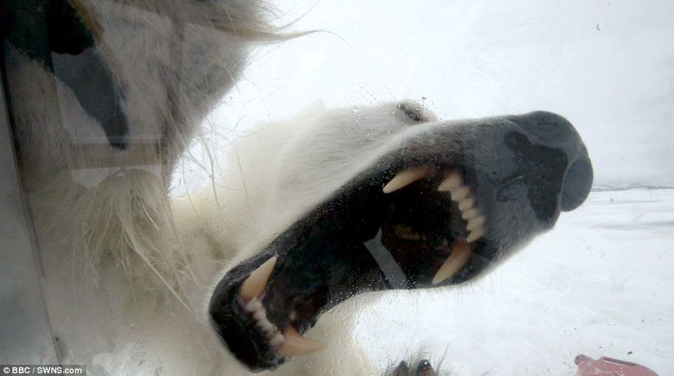 Wild animals of norway