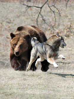 Wild animals of norway