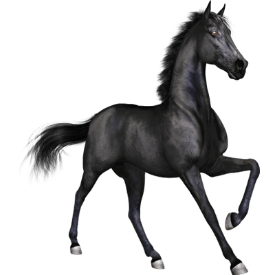 pix Horse Transparent Background Real stickpng