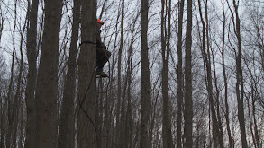 Archery and Firearm Deer thumbnail