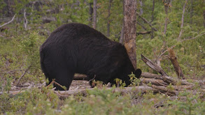 Cree Lake Monsters, Part 2 thumbnail