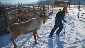 Running With Reindeer thumbnail