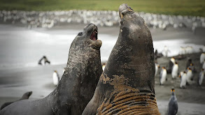 Attenborough's Global Adventure thumbnail