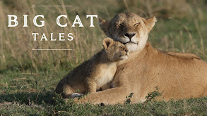 Big Cat Tales thumbnail