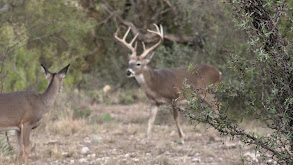 Heart of Texas thumbnail