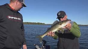 Superior Walleyes thumbnail