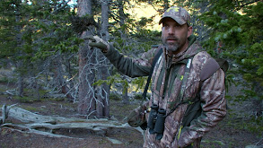 Tiffany Muzzle Colorado Elk thumbnail