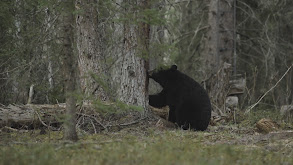 Buck Country Bears thumbnail