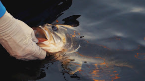 Foggy Florida Fishing thumbnail