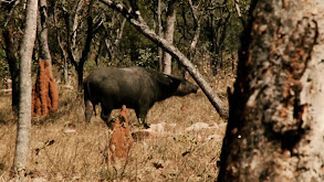 Australia Water Buffalo Part 2 thumbnail