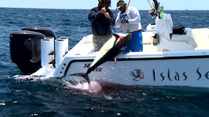 Panama Black Marlin thumbnail