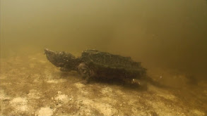 Snapping Turtles of The Santa Fe thumbnail